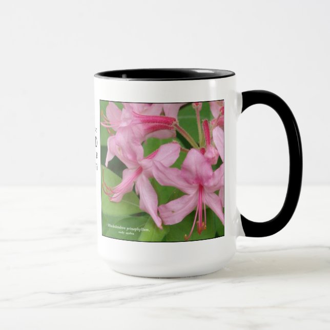 Rhododendron prinophyllum, early azalea mug (Right)