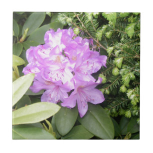 Rhododendron - Purple Flowers in Spring Ceramic Tile