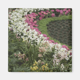Rhododendron (Rhododendron catawbiense) Heath Magnet