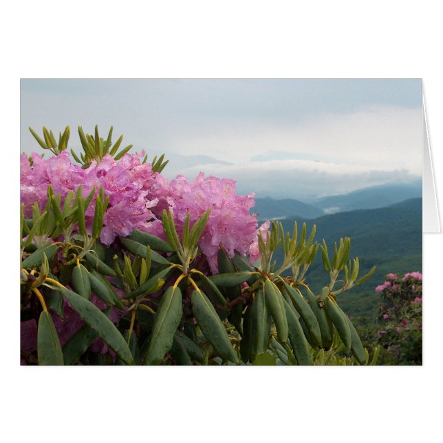 Rhododendrons (Front Horizontal)