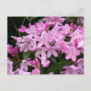 Rhododendrons II Postcard