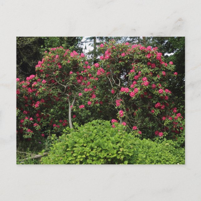 Rhododendrons Postcard (Front)