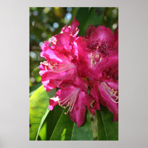 Rhododendrons Print