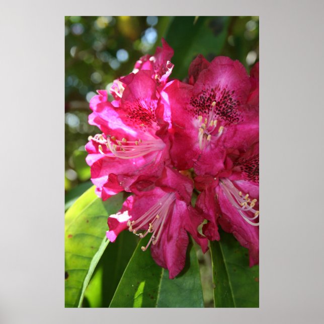 Rhododendrons Print (Front)