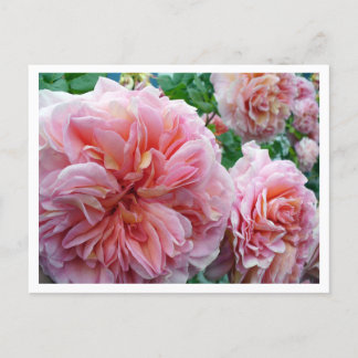 Rhododendrum Postcard