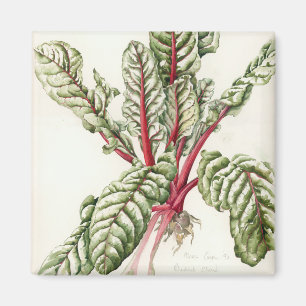 Rhubarb Chard 1992 Magnet
