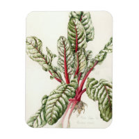 Rhubarb Chard 1992
