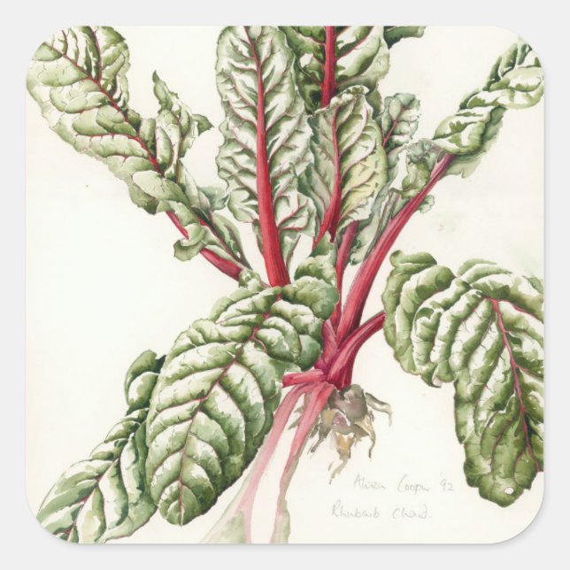 Rhubarb Chard 1992 Square Sticker (Front)