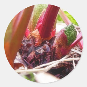 Rhubarb Sprouting In The Spring Garden Classic Round Sticker