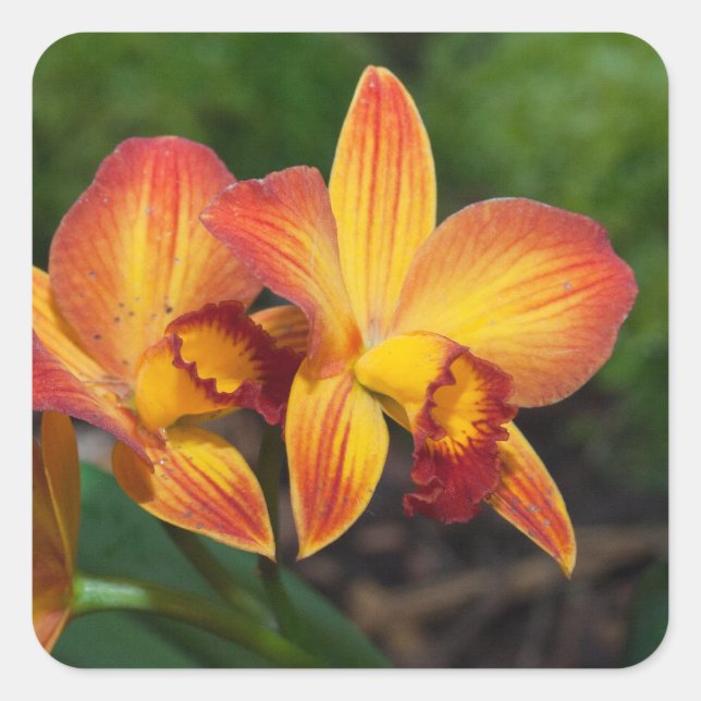 Rhyncattleanthe Love Tapestry Square Sticker (Front)