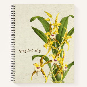 Rhynchostele cordata orchid notebook