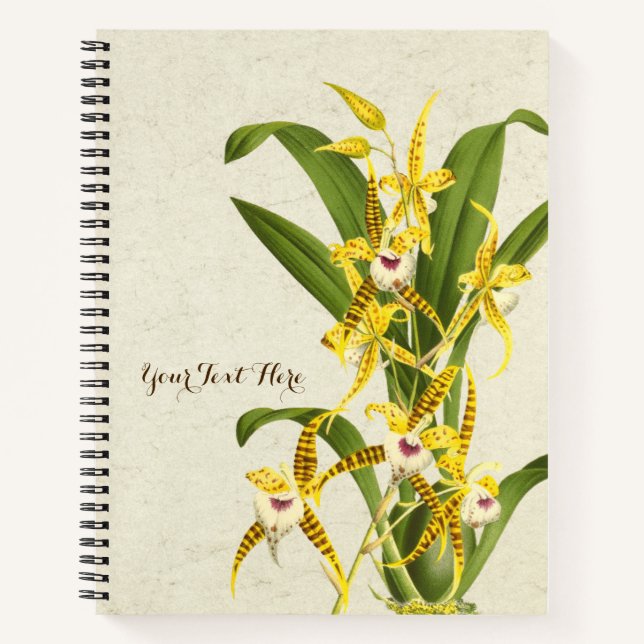 Rhynchostele cordata orchid notebook (Front)