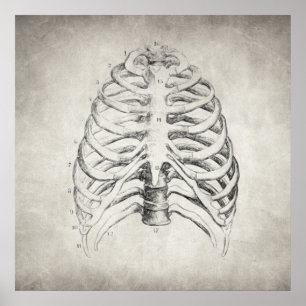 Rib Cage Poster