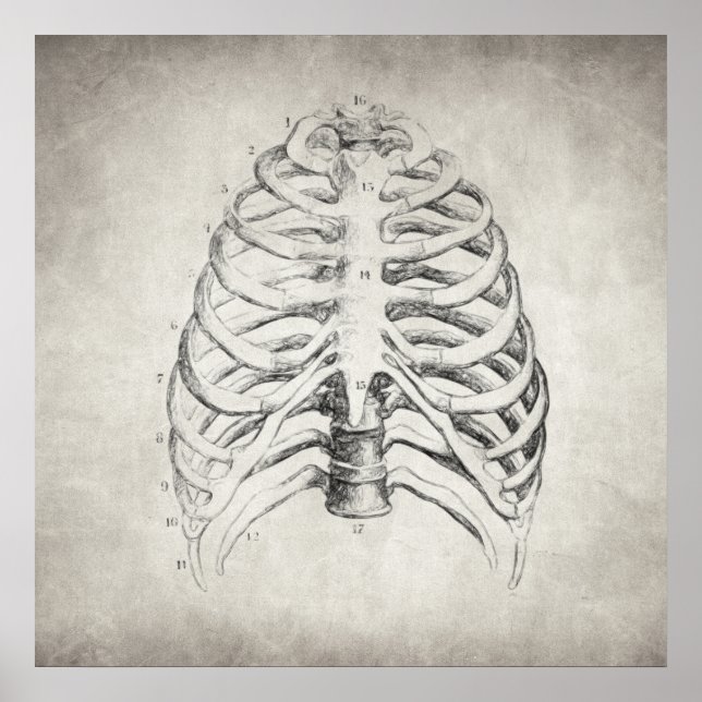 Rib Cage Poster (Front)