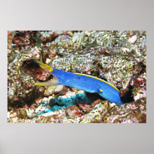 Ribbon Eel Poster