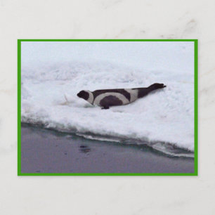 Ribbon Seal Postcard