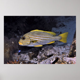 Ribboned Sweetlips 2 Poster