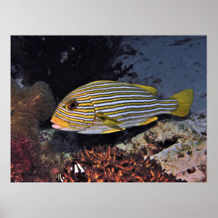 Ribboned Sweetlips Poster