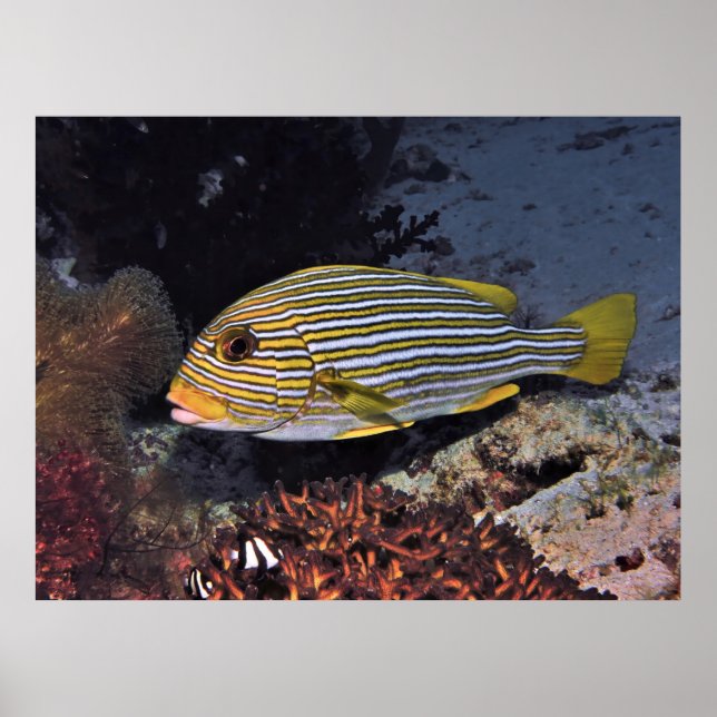 Ribboned Sweetlips Poster (Front)