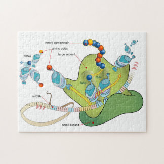 Ribosome mRNA tRNA molecules proteins Diagram  Jigsaw Puzzle