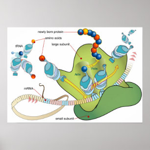Ribosome mRNA tRNA molecules proteins Diagram Poster