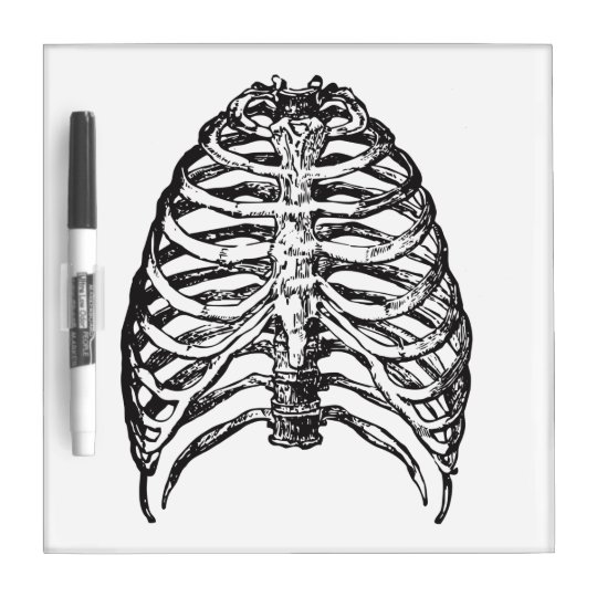 Ribs illustration - ribs art dry erase board