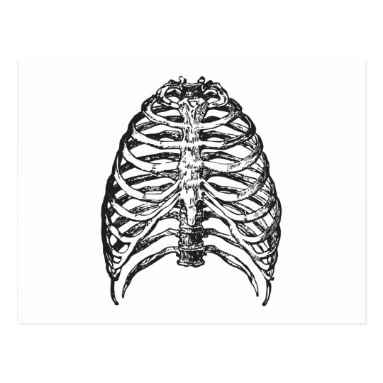 Ribs illustration - ribs art postcard