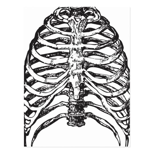 Ribs illustration - ribs art postcard