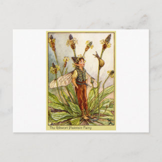 Ribwort Plaintain Fairy Postcard