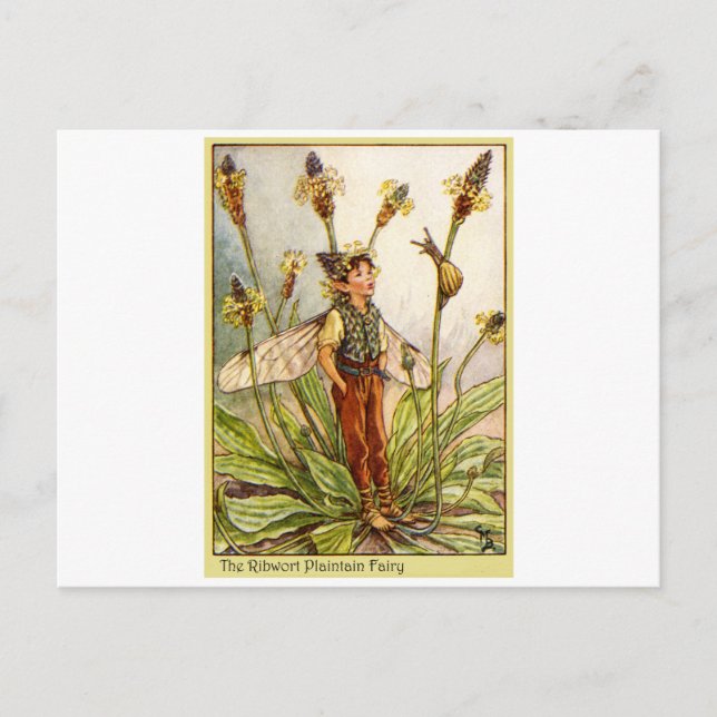 Ribwort Plaintain  Fairy Postcard (Front)