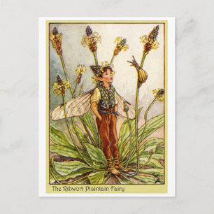 Ribwort Plaintain  Fairy Postcard