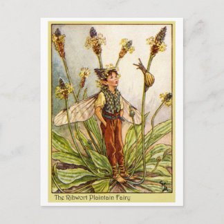 Ribwort Plaintain Fairy Postcard