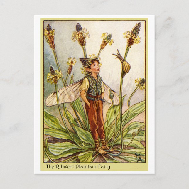 Ribwort Plaintain  Fairy Postcard (Front)