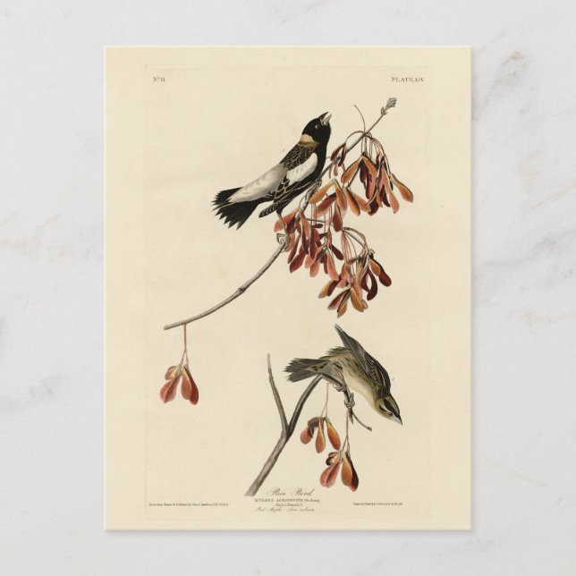 Rice Bird (Bobolink) - Audubon's Birds of America Postcard (Front)