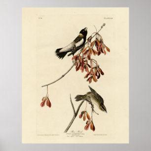 Rice Bird (Bobolink) - Audubon's Birds of America Poster