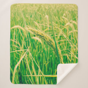 Rice field in rural and fresh,  vintage styleabstr sherpa blanket