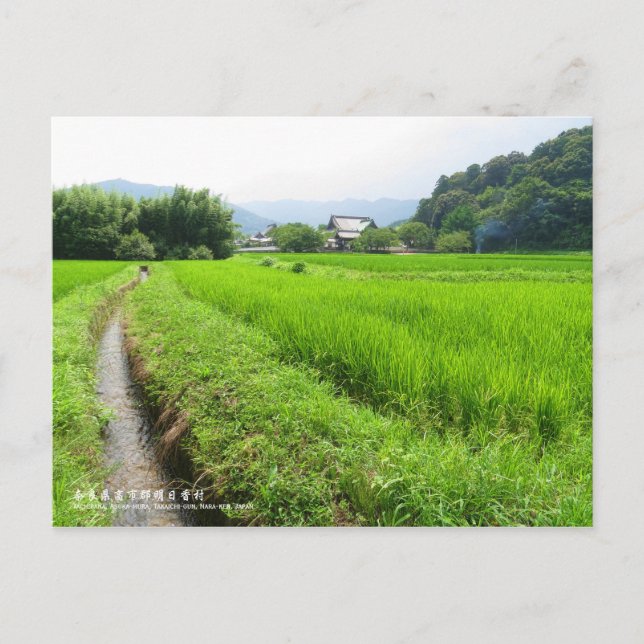 Rice paddy field landscape postcard (Front)