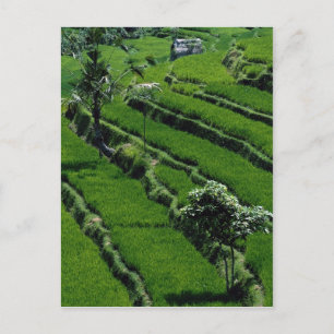 Rice paddy fields, Bali, Indonesia Postcard