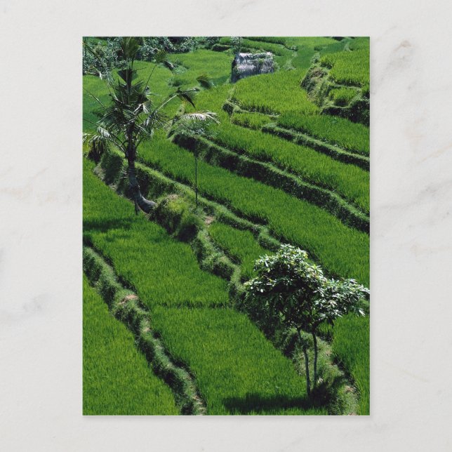 Rice paddy fields, Bali, Indonesia Postcard (Front)