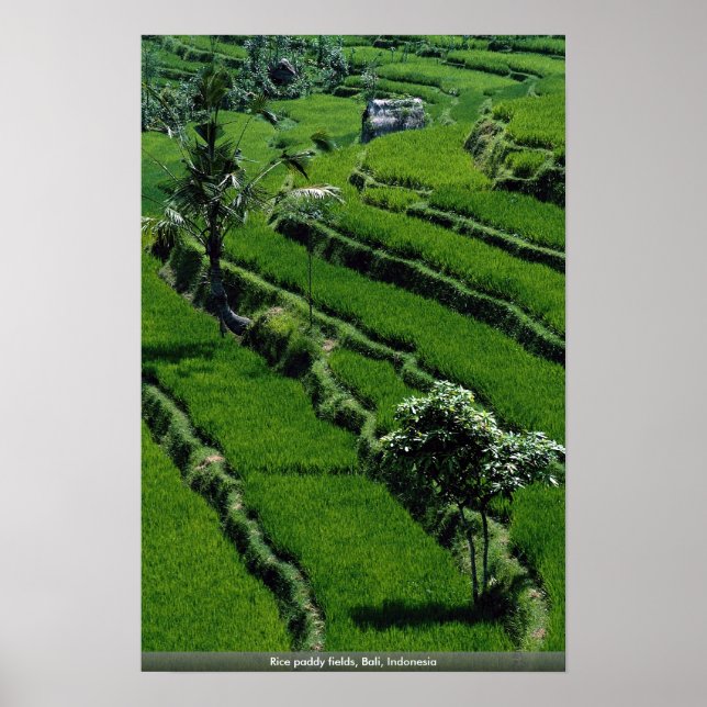 Rice paddy fields, Bali, Indonesia Poster (Front)