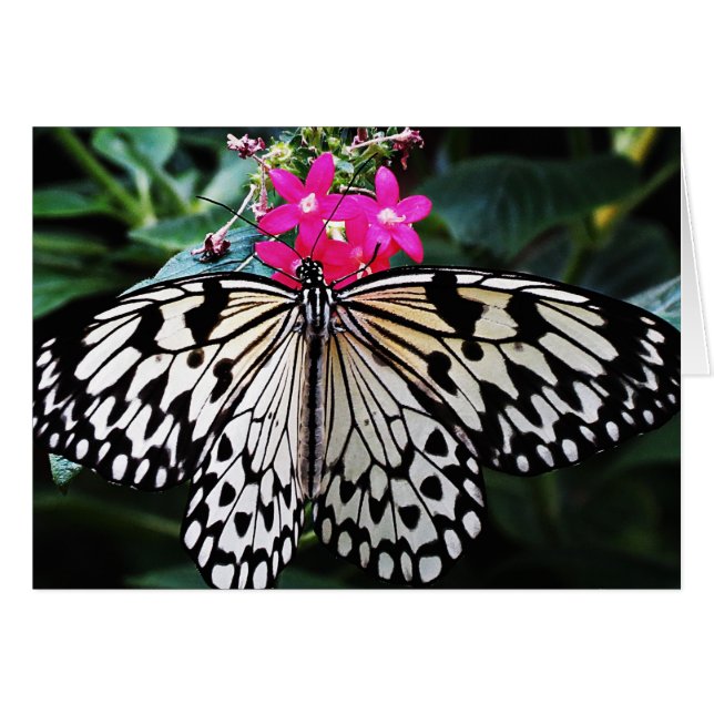 Rice Paper on Pink (Front Horizontal)