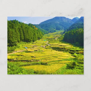 Rice Plantation in the Mountains of Asia Landscape Postcard