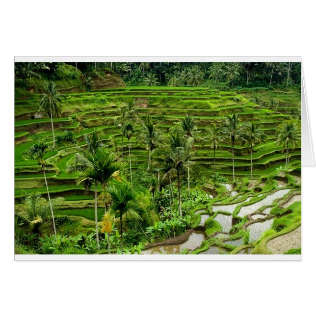 Rice terrace in Bali (Front Horizontal)