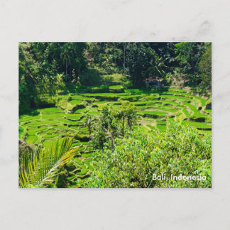 Rice Terraces of Bali, Indonesia Postcard