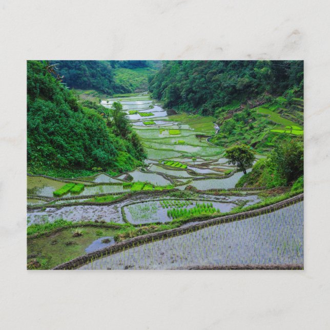 Rice Terraces of Banaue, Luzon Postcard (Front)