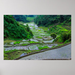 Rice Terraces of Banaue, Luzon Poster