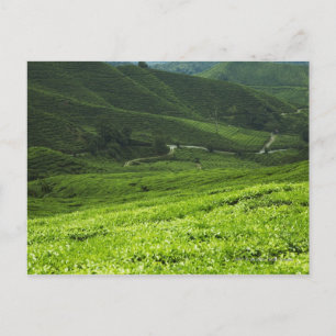 rice terraces postcard