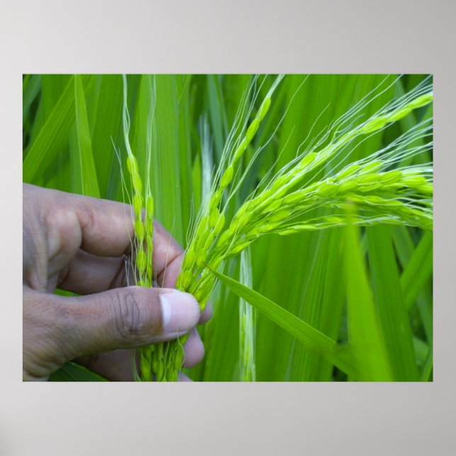 Ricefield close-up Poster (Front)