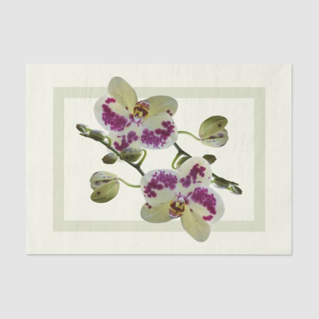 Rich Pale Yellow Orchids Paper Tissue Gifts (Front)