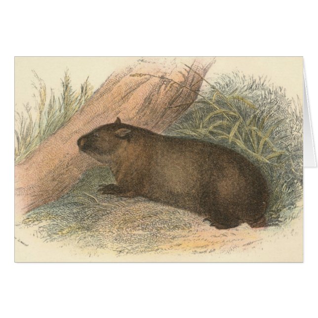 Richard Lydekker - Tasmanian Wombat (Front Horizontal)